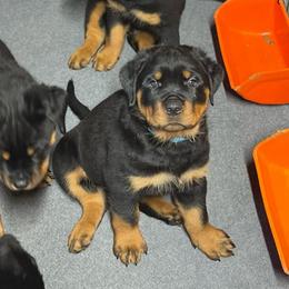 Strike - Black and mahogany male Rottweiler puppy in Crothersville, Indiana from The Solid Rock Kennel