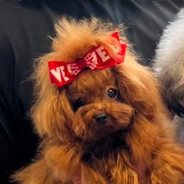 Money - Red  male Poodle puppy in Covina, California from Shih_doodle_Co