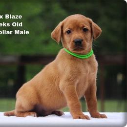 Lime Collar Male - Yellow male Labrador Retriever puppy in Huntington, Texas from Soggy Bottom Retrievers