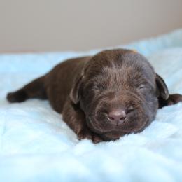 Doberman Pinscher and Labrador Retriever Puppies from GFD Kennels