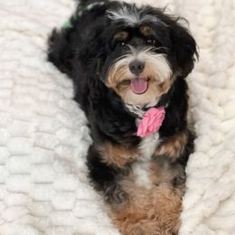 Bambi - Bernedoodle