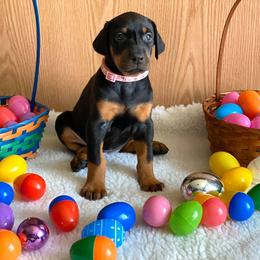 Doberman Pinscher Puppies from Jensen Dobermans