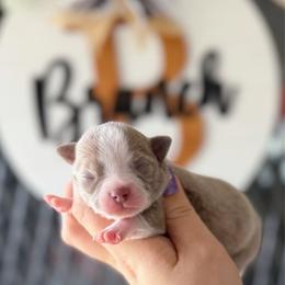 Monte - Chocolate blue male Chihuahua puppy in Harrison, Michigan from Cloud9 Chihuahuas