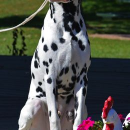 Dalmatians from Diamond D Dalmatians