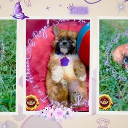 Shih Tzu Puppies from C&E Royal Shih Tzu