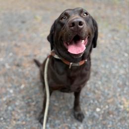 Mabel/Maui - Labrador Retriever