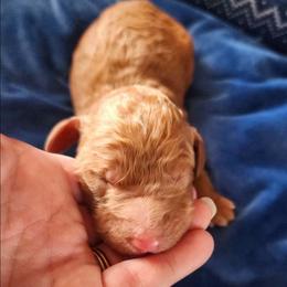 Garnet - Red  female Goldendoodle puppy in Freedom, New York from Samantha's Goldendoodles