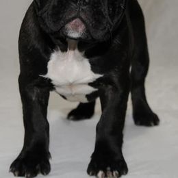 French Bulldogs from Flagship Frenchies