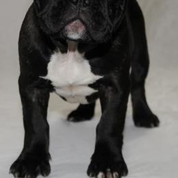 French Bulldogs from Flagship Frenchies