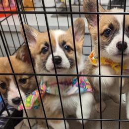 Pembroke Welsh Corgis from PBJ Corgis