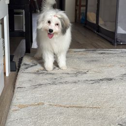 Lola - Black and white female Coton de Tulear puppy in Avery Creek, North Carolina from AVLCOTONLOVE