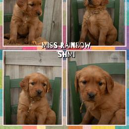 Shmi - Dark golden female Golden Retriever puppy in Driggs, Idaho from SK Golden Retrievers