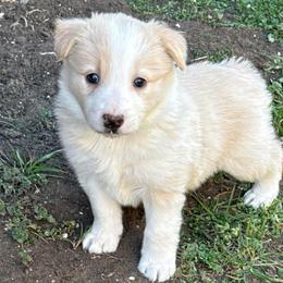 Cheesecake - White and gold female Border Collie puppy in Mckinney, Texas from Border Collies of Ruidoso