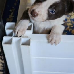 Red male - Red male Border Collie puppy in Paige, Texas from 3D Mini Dachounds
