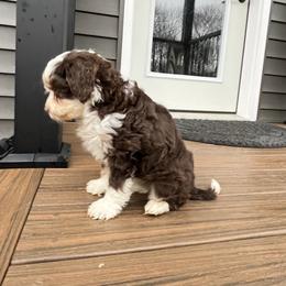 Miss Indie - Brown and white female Bernedoodle puppy in Holtwood, Pennsylvania from Country Ridge Puppies