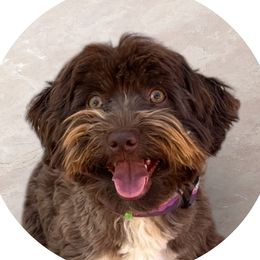 Teo - Havanese