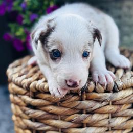 Girl 1 - Red merle - Red merle female Border Collie puppy in Minden, Iowa from Rocking N Registered Border Collies & Labradors
