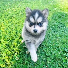 Girl 2 - Gray and white female Pomsky puppy in Bolton, Connecticut from Elle Pomsky