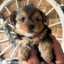Boy 1 - Black and tan male Yorkshire Terrier puppy in Basile, Louisiana from The Lazy 3 Ranch