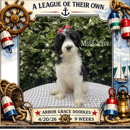Miss Navy - Parti female Goldendoodle puppy in North Conway, New Hampshire from Arbor Grace Doodles