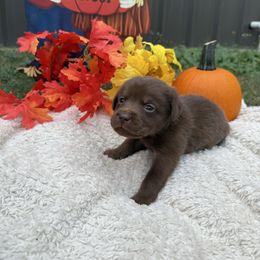 Girl 5 - Chocolate female Labrador Retriever puppy in Conroe, Texas from XOM Retrievers