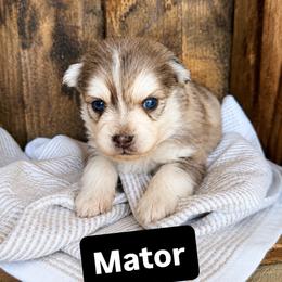 Mator - Merle male Pomsky puppy in Grass Valley, California from Karalot Pomskies
