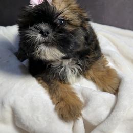 Pheebe - Chocolate and tan female Shih Tzu puppy in Ocala, Florida from Mimi's Shih-tzus of Ocala