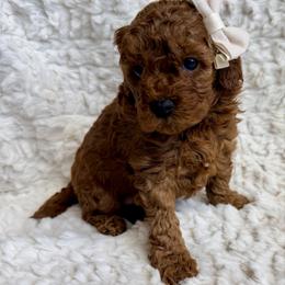 Poppy - Red female Cavapoo puppy in Grants Pass, Oregon from Climate City Cavapoos