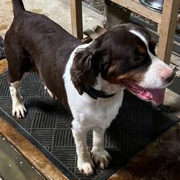 English Springer Spaniel All Grown Up from Klark English Springer Spaniels