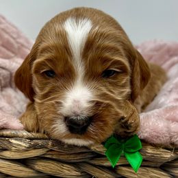 Green Female - Apricot female Goldendoodle puppy in Great Falls, Montana from Montana Goldendoodles
