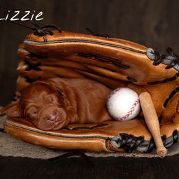 Australian Labradoodle Puppies from Swinging Gate Labradoodles