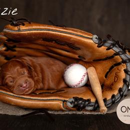 Australian Labradoodle Puppies from Swinging Gate Labradoodles