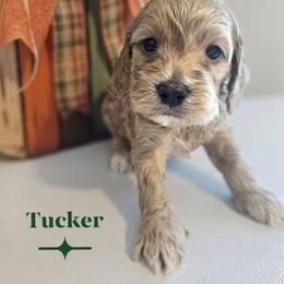 Tucker - Buff and white male Cockapoo puppy in Rutherford County, North Carolina from Simply Grace Farms