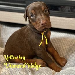 Yellow collared - Red and rust male Doberman Pinscher puppy in Winamac, Indiana from DIAMOND RIDGE DOBERMANS