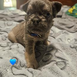 French Bulldog puppies from High Lakes Frenchies