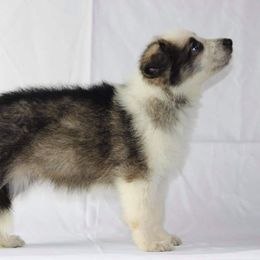 German Shepherd and White Shepherd Puppies from Scenic Creek German Shepherds