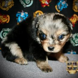 Annie - Blue merle female Miniature Australian Shepherd puppy in El Dorado Springs, Missouri from HP Aussie Kennels