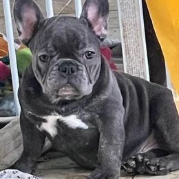 French Bulldogs from River House Frenchies