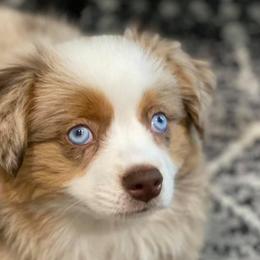 Miniature Australian Shepherds and Toy Australian Shepherds from Seminole Ranches - Toy/Mini Aussies