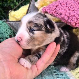 Miss Maggie - Blue merle female Toy Australian Shepherd puppy in Dolan Springs, Arizona from High Desert Companions