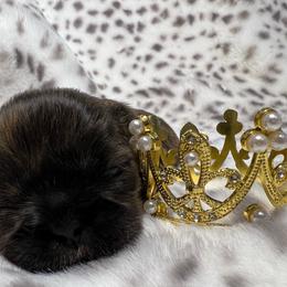 Brindle girl - Brindle female Shih Tzu puppy in Sherman, Texas from Shannon’s Sugar Sweet Shih Tzu’s