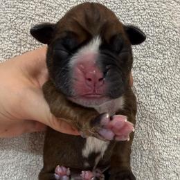 Red Collar Fawn Female - Fawn female Boxer puppy in Alpine, New York from Kickin Rooster AKC Boxers