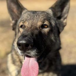 Karma - German Shepherd