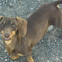 Dachshunds from Greatest Journey Ranchette