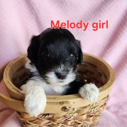 Melody - Black and white female Portuguese Water Dog puppy in Narvon, Pennsylvania from Prized Family Porties