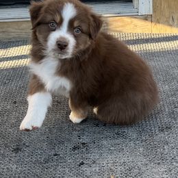 Australian Shepherd Puppies from Turnintheherd Aussies
