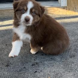 Australian Shepherd Puppies from Turnintheherd Aussies