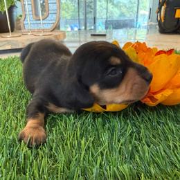 BlackCream Boy 3500 - Black and cream male Dachshund puppy in Apopka, Florida from The HotDog Stand