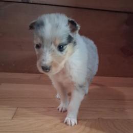Stitch (Boy 4) - Blue merle white and tan male Collie puppy in Montpelier, Virginia from Gun Barrel Collies