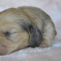 Dachshund Puppies from Dreamheart Dachshunds